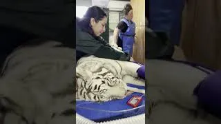 Thumbnail: Crystal the White Tiger | Medical Update: November 2024 | Lions Tigers & Bears