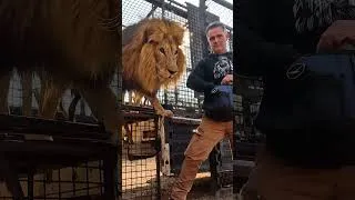 Thumbnail: Rescued LION BROTHERS Return Home! #shorts
