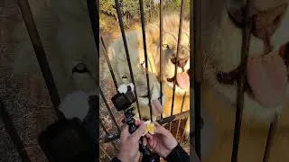 Thumbnail: Cute LIONS Eat Eggs! #cat #wildlife #animals