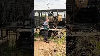 Thumbnail: LION Arrives at New Camp! #cat #wildlife #lion