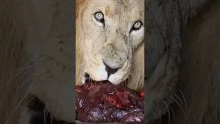 Thumbnail: Hangry LIONS Feeding Day! New Membership Video! #cat #wildlife #lion