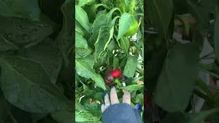 Thumbnail: Happy Tuesday morning for our small backyard garden