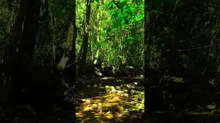 Thumbnail: Fantastic Forest Atomsphoere, Birsong #nature #relaxingwatersounds #mountains