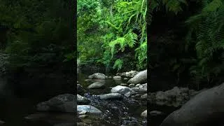 Thumbnail: Natural Healing Space #Shorts #naturalsounds #nature