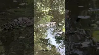 Thumbnail: Asian water monitor swimming #nature #ambientnaturesounds #asianwatermonitor