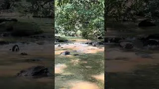 Thumbnail: 15 seconds of calm #calmnessinmotion #ambientnaturesounds #nature #woodlandambience #ambientsounds