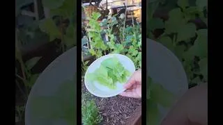 Thumbnail: First Lettuce Harvest of 2026!   #harvest #garden #lettuce #raisedbedgardening #cheeseburger