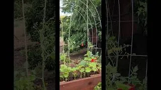 Thumbnail: Garden Progress Simple Pleasures