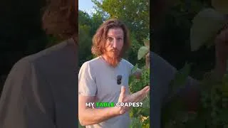 Thumbnail: Unbelievable Grape Harvest: 100+ Clusters per Vine!