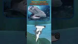 Thumbnail: Why Do Hammerhead Sharks Have Hammer-Shaped Heads? 🦈 | Amazing Shark Facts! | #shorts | Little Fox