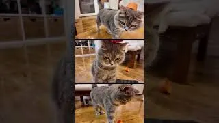 Thumbnail: YUKI and CAP #cutecats