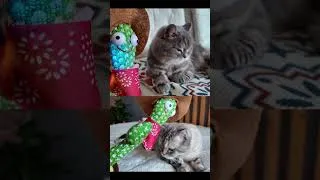 Thumbnail: CAN A TALKING CACTUS TALK TO CATS? 🌵🐱