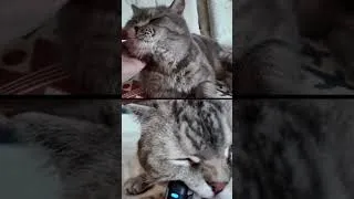 Thumbnail: ASMR  #cutecats