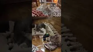 Thumbnail: Just 8 seconds of pure FLUFFY energy!  #cutecats