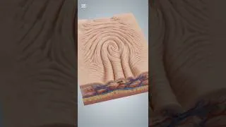 Thumbnail: Your fingers don't just absorb water… your nervous system may actually reshape them.