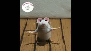 Thumbnail: We Know Mice Go #Shorts