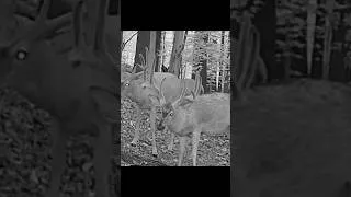 Thumbnail: Today's & Tomorrow's Bucks-WiseEye Data Cams  #trailcam #bighead #velvet #hammer #bucks #deer #big