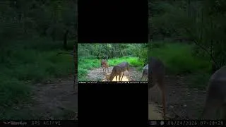 Thumbnail: WiseEye Keeping Tabs. #wiseeye #trailcam #whitetails #bucks #velvet #deerseason #bowhunting #deer
