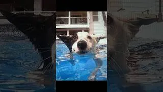 Thumbnail: Border Collie Dog Diver!! #bordercollie #dog #diver #pool #poolswimming #underwater #summer #funny