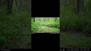 Thumbnail: Mama Doe Grunts to Her Fawn,WiseEye Camera Catches. #wiseeye #whitetail #deer #grunt #fawn #trailcam