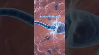 Thumbnail: What is Fertilization? Explained in 30 Seconds!