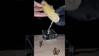 Thumbnail: 🌽 Oddly Satisfying: fresh corn + shaving foam #teslacoil #experiment #shorts