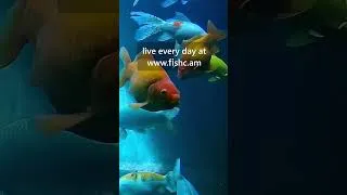 Thumbnail: My 18,000lt pond is live at fishc.am