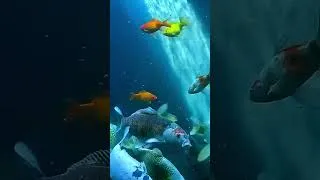 Thumbnail: koi going #nomnomnom