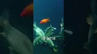 Thumbnail: #drama