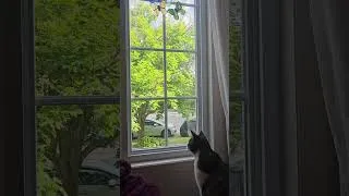 Thumbnail: Cat And Wind #cats