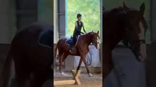 Thumbnail: Q - what belts do you want to see in the shop? #horse #equestrianjourney #equestrian #hunterjumper