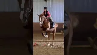 Thumbnail: Check pinned comment 📌 #horse #equestrianjourney #equestrian #riding #hunterjumper
