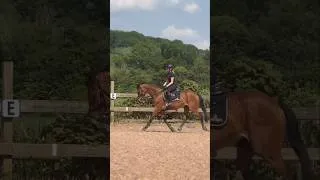 Thumbnail: Baby Minnie struttin’ her stuff💃🏼✨ #horse#equestrian#thoroughbred#younghorse#dressage#horseriding