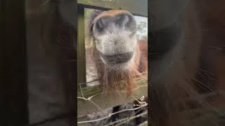 Thumbnail: aren’t these the cutest minis?🥹 #cute #horses #cutehorse #funny #equestrian
