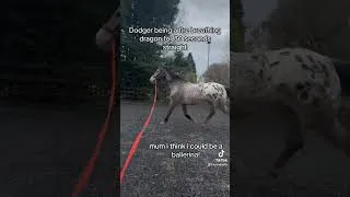 Thumbnail: Dodger being Dodger🤣 #equestrian #funny #horse #equestrianlife