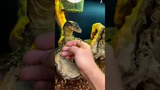 Thumbnail: How smart does Ember look? #reptiles #lizardking #herpetology #lizard