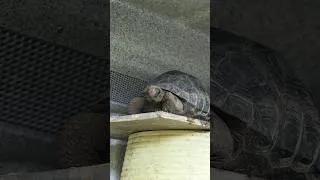 Thumbnail: King of the hill! #reptiles #exoticpets #herpetology #tortoise #aldabra