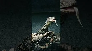 Thumbnail: My baby Croc Monitor! #exoticpets #reptiles #herpetology #snake #lizard #crocodilemonitor