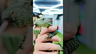 Thumbnail: Croc Monitor! #crocodilemonitor #reptiles #exoticpets #lizard #herpetology