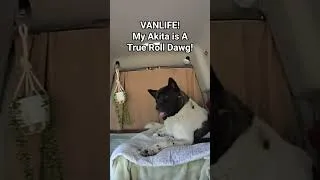 Thumbnail: VANLIFE: Rolling down the highway with my Akita! #tinyhome #ljandoree #shorts #lifeafter40