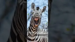 Thumbnail: LKSF - Zebratenyésztés