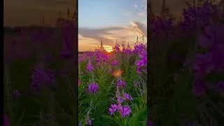 Thumbnail: Leon Lee Dorsey - Bumpin On Sunset clip (visualizer)