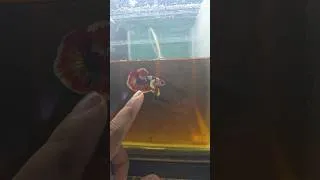 Thumbnail: Aye Betta Fish Kahi Nahi Milega #shortsvideo #fishshorts #bettafish #importedbetta