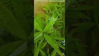 Thumbnail: 2 Months Planted Fridge Box Update #shortsvideo #fishshorts #plantedtank #plantedpond #fishpond
