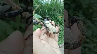 Thumbnail: The scorpion carries its child#insect #scorpion #chill