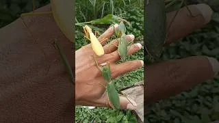 Thumbnail: mantis green| mantis yellow#insect #animals #mantis