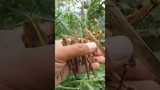 Thumbnail: 4 giant grasshoppers#insect #animals #grasshopper