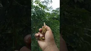 Thumbnail: release the giant woodhopper#insect #animals #grasshopper