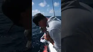 Thumbnail: Color Coming Up! 👀  #floridakeys #fishing #marathon