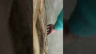 Thumbnail: Asmr scratching